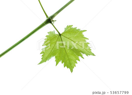 green leaf of grape isolated on white background green leaf of grape isolated on white background 53657799