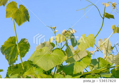 green leaves of grapes on a background of blue sky green leaves of grapes on a background of blue sky 53657820
