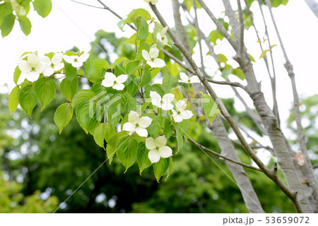 ヤマボウシ 53659072