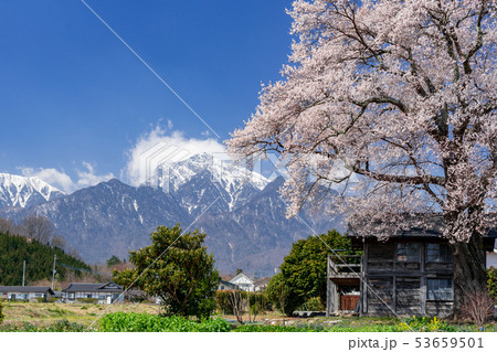 エドヒガンザクラと甲斐駒ヶ岳　山梨県北杜市 53659501