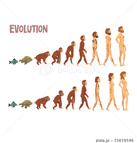 Biology Human Evolution Stages, Evolutionary... - Stock Illustration  [53659596] - PIXTA