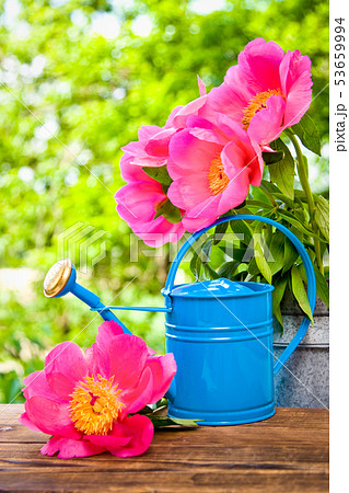 Peonies in spring Peonies in spring 53659994