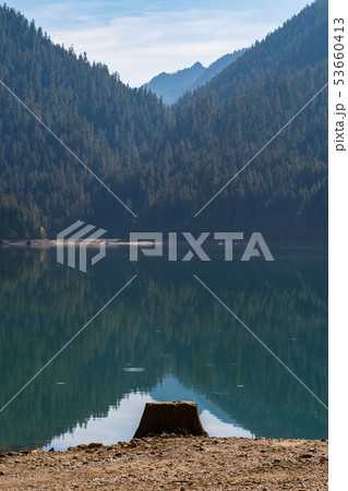 Tree stump on the dry shore of Baker Lake in North Cascades Tree stump on the dry shore of Baker Lake in North Cascades 53660413