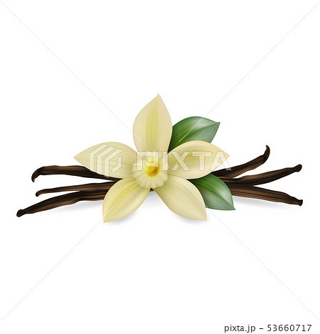 Vector 3d Realistic Composition with Sweet Scented Fresh Vanilla Flower with Dried Seed Pods and 53660717