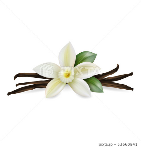 Vector 3d Realistic Composition with Sweet Scented Fresh Vanilla Flower with Dried Seed Pods and 53660841