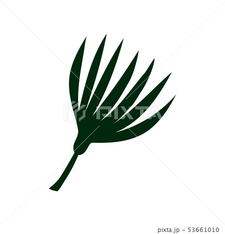 Tropical Talipot Palm Leaf, Botanical Design Element Vector Illustration 53661010