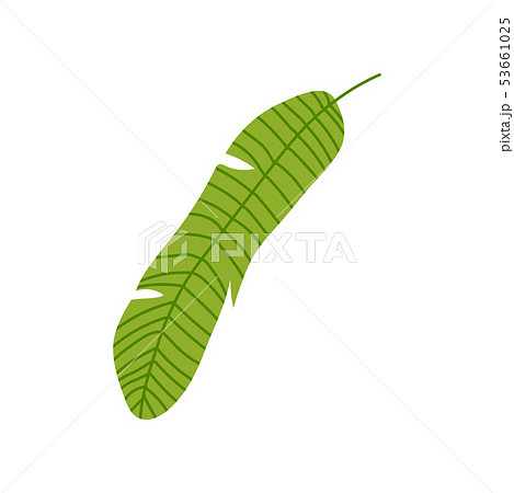 Exotic Tropical Banana Palm Leaf, Botanical Design Element Vector Illustration Exotic Tropical Banana Palm Leaf, Botanical Design Element Vector Illustration 53661025