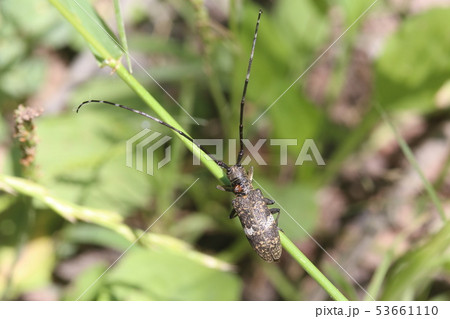 ヒメヒゲナガカミキリ 53661110