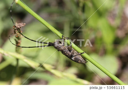 ヒメヒゲナガカミキリ 53661115