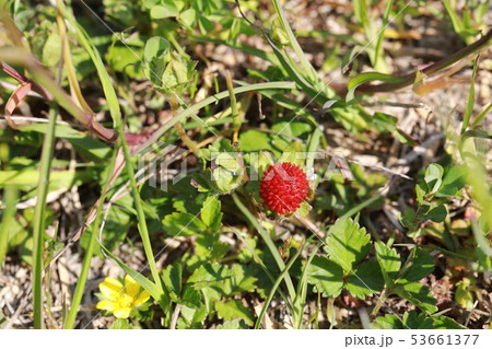 ヘビイチゴ 53661377