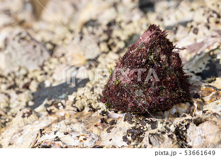 バテイラ 53661649