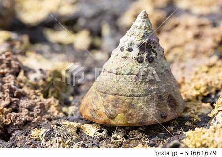 ギンタカハマ ギンタカハマ 53661679