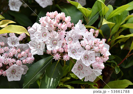 カルミア カルミア 53661788