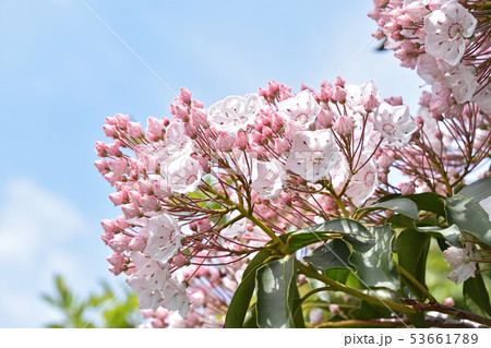 カルミア 53661789