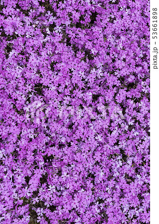 芝桜 53661898