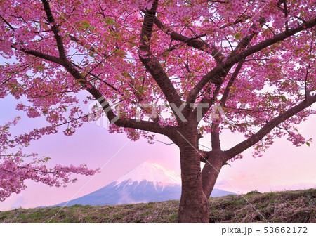桜と朝焼けの富士山-222107 桜と朝焼けの富士山-222107 53662172