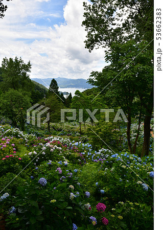 舞鶴自然文化園のアジサイ園の写真素材
