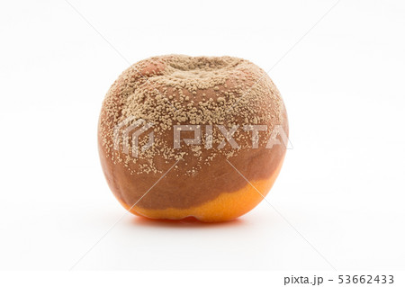 アンズ灰星病　アプリコット（アンズ）に感染したモニリニア・フルクティコーラ 53662433