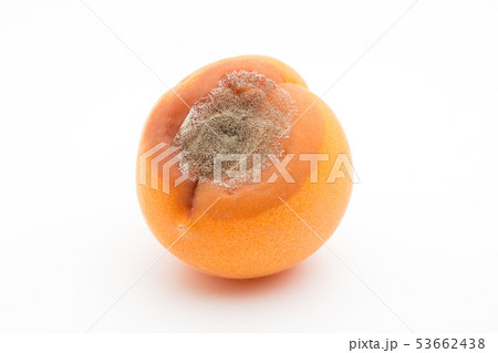 アンズ灰色かび病 アプリコット(アンズ)に感染したボトリティス・シネレア アンズ灰色かび病 アプリコット(アンズ)に感染したボトリティス・シネレア 53662438