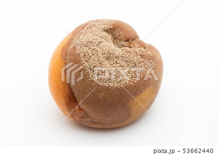 アンズ灰星病　アプリコット（アンズ）に感染したモニリニア・フルクティコーラ 53662440