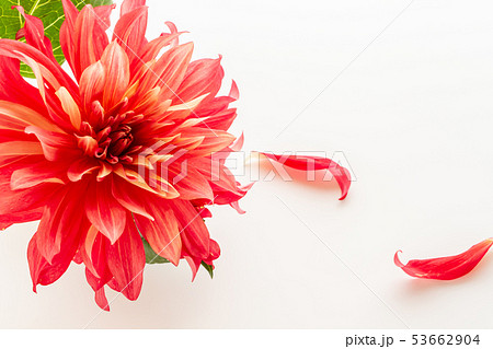 赤いダリア 53662904