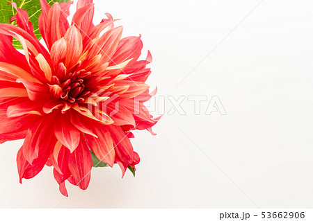 赤いダリア 赤いダリア 53662906