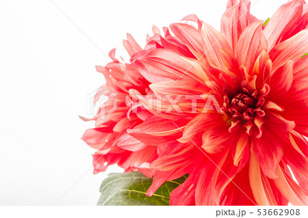 赤いダリア 赤いダリア 53662908