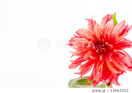 赤いダリア 53662922