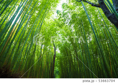 Arashiyama city of bamboo forest travel with 53663704
