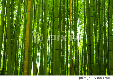 Arashiyama city of bamboo forest travel with 53663706