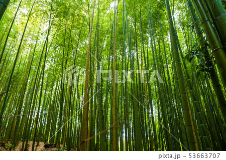 Arashiyama city of bamboo forest travel with 53663707