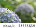 紫陽花 53663839