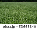 蕎麦花 53663840