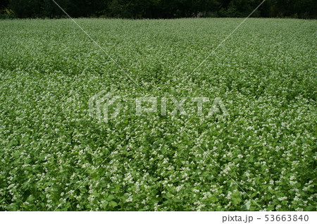 蕎麦花 53663840