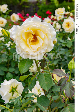 神戸・須磨離宮公園のバラ 神戸・須磨離宮公園のバラ 53664055