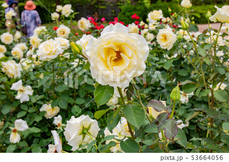 神戸・須磨離宮公園のバラ 神戸・須磨離宮公園のバラ 53664056