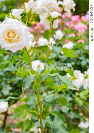 神戸・須磨離宮公園のバラ 神戸・須磨離宮公園のバラ 53664057