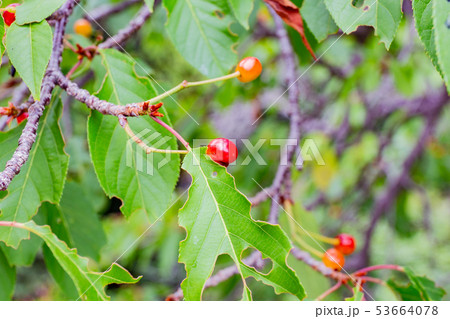 神戸・須磨離宮公園のサクランボ 53664078