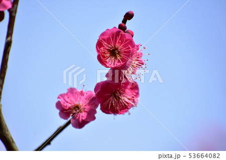 紅梅 53664082