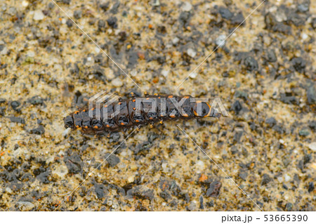 ゲンジボタルの幼虫 53665390