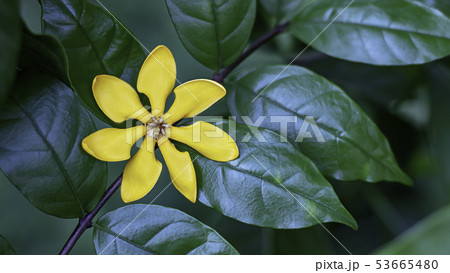 Bright yellow flowers on a background green leaves 53665480