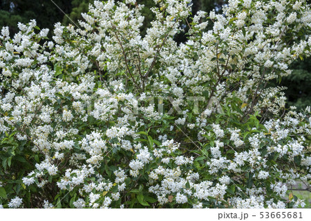 卯木の花　卯の花　卯の花の匂う垣根に　 53665681