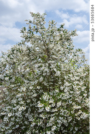 卯木の花 卯の花 卯の花の匂う垣根に の写真素材