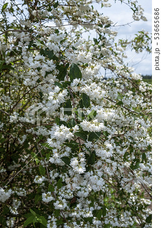 卯木の花 卯の花 卯の花の匂う垣根に の写真素材