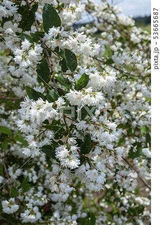 卯木の花 卯の花 卯の花の匂う垣根に の写真素材