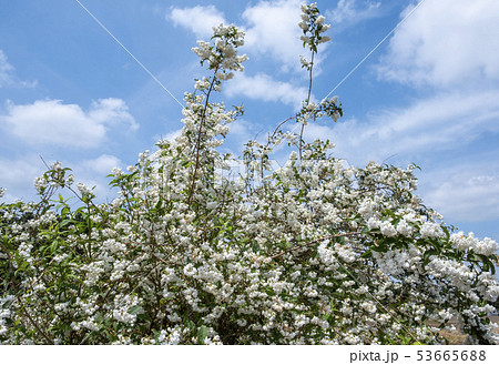 卯木の花 卯の花 卯の花の匂う垣根に の写真素材