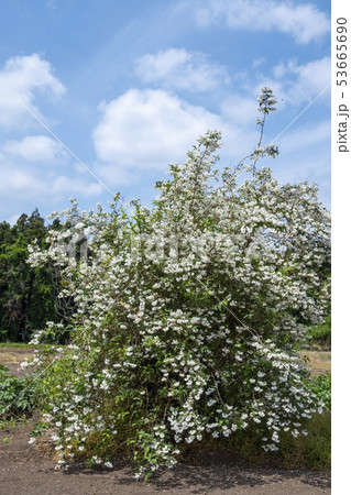 卯木の花 卯の花 卯の花の匂う垣根に の写真素材