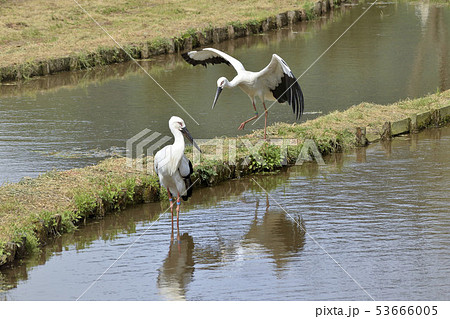 コウノトリ 53666005