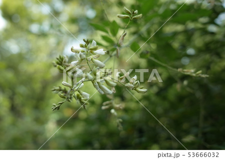 萩の花 53666032
