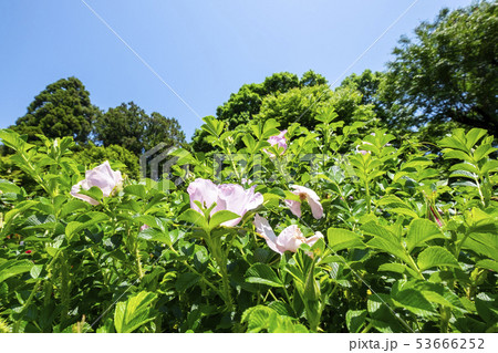 ハマナスの花　 53666252